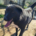 NalaBlack Zorro Dogsavior Sep25 Beitragsbild