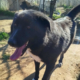 NalaBlack Zorro Dogsavior Sep25 Beitragsbild