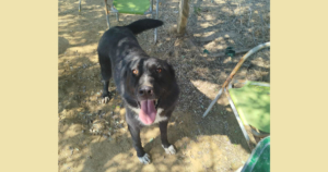 NalaBlack Zorro Dogsavior Sep25 Social Media