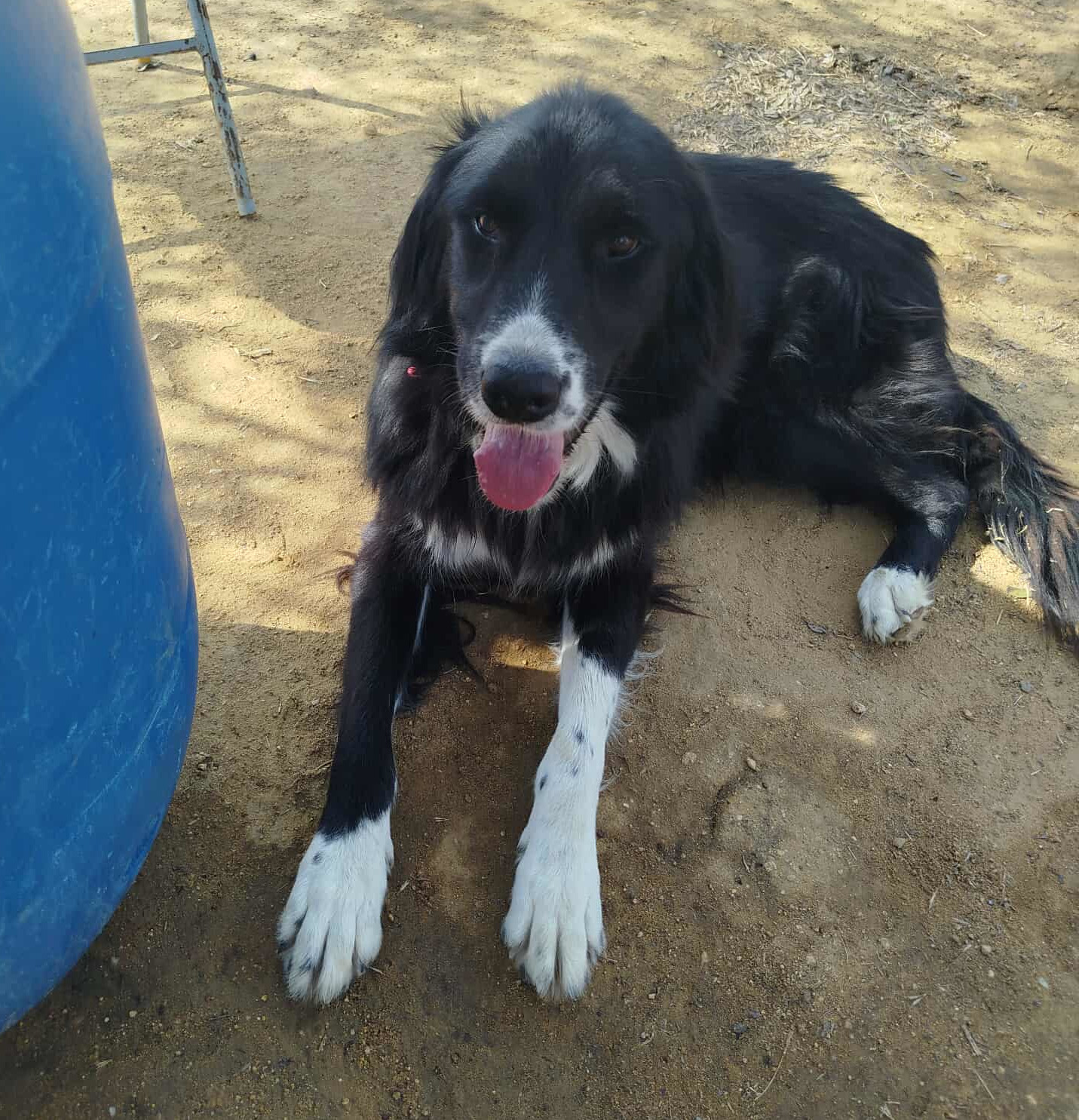 Nefeli Zorro Dogsavior Aug26 1