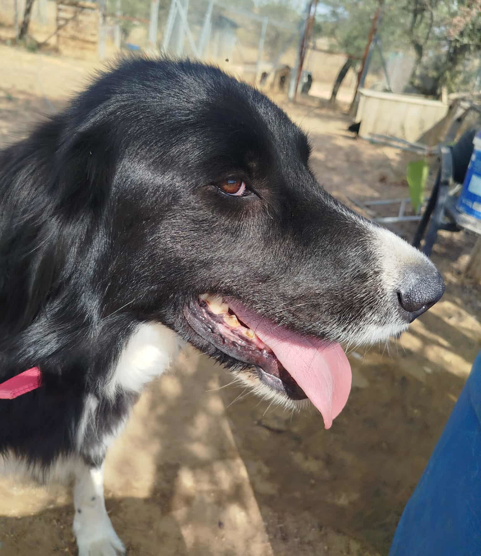Nefeli Zorro Dogsavior Aug26 2