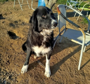 Nefeli Zorro Dogsavior Aug26 3