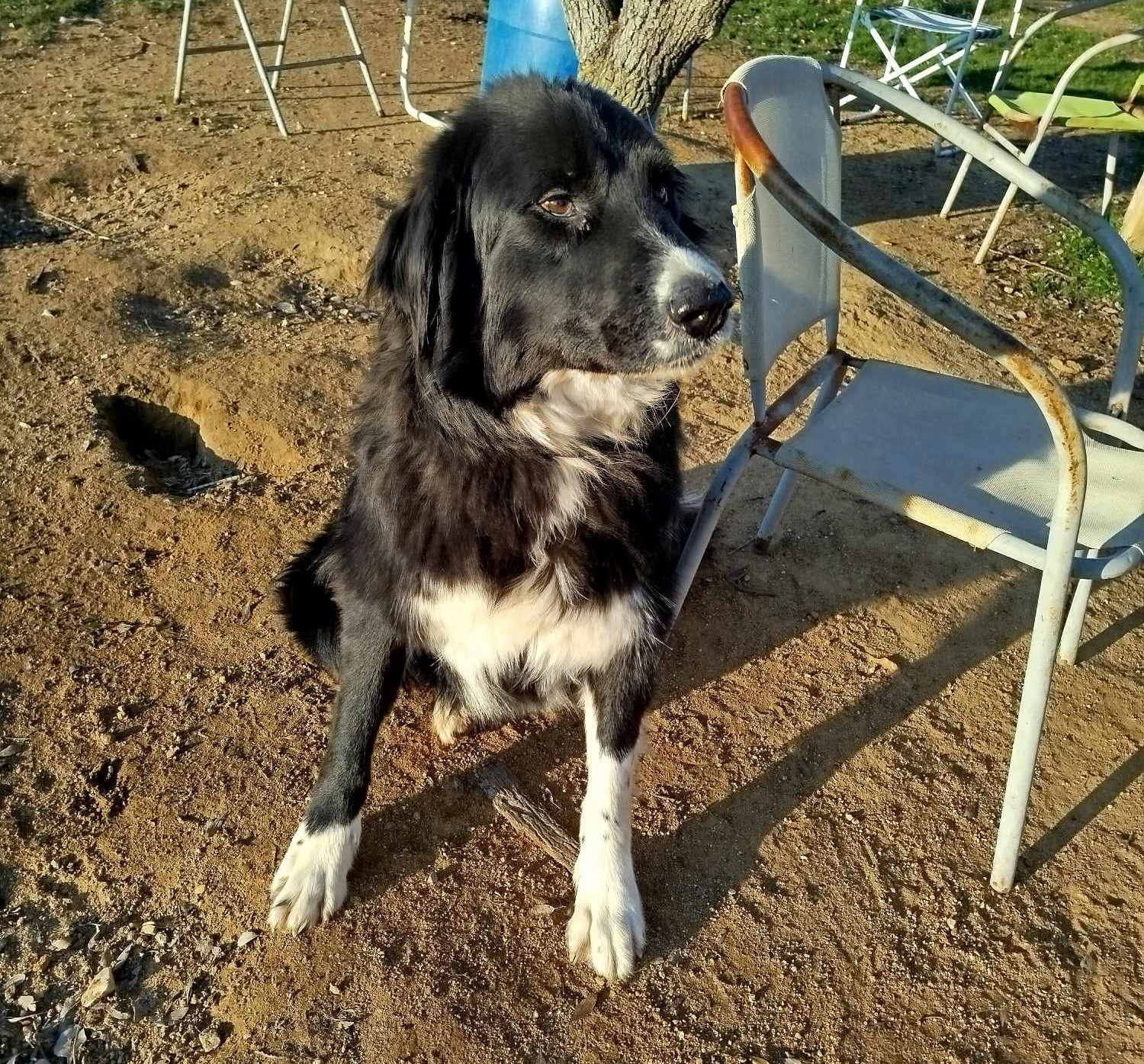 Nefeli Zorro Dogsavior Aug26 3
