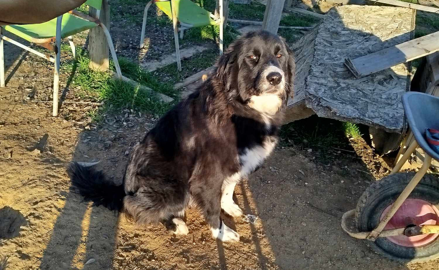 Nefeli Zorro Dogsavior Aug26 4