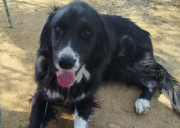 Nefeli Zorro Dogsavior Aug26 Beitragsbild