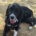 Nefeli Zorro Dogsavior Aug26 Beitragsbild