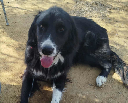 Nefeli Zorro Dogsavior Aug26 Beitragsbild
