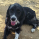Nefeli Zorro Dogsavior Aug26 Beitragsbild