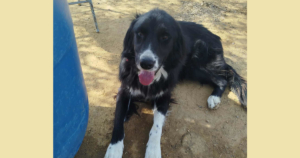 Nefeli Zorro Dogsavior Aug26 Social Media