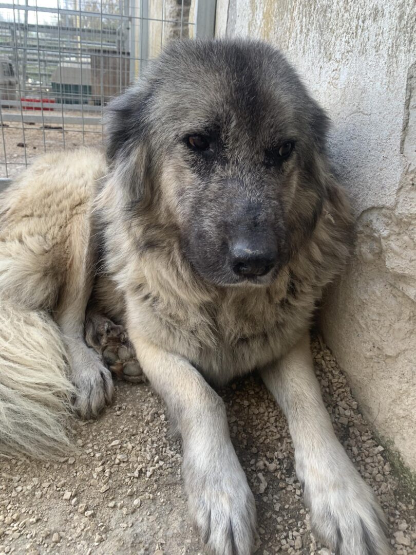 Alvin Zorro Dogsavior Mär25 1