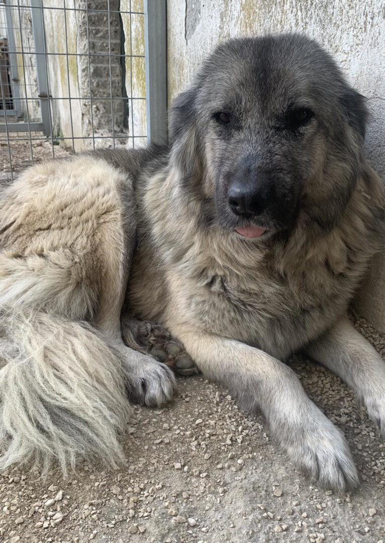 Alvin Zorro Dogsavior Mär25 2