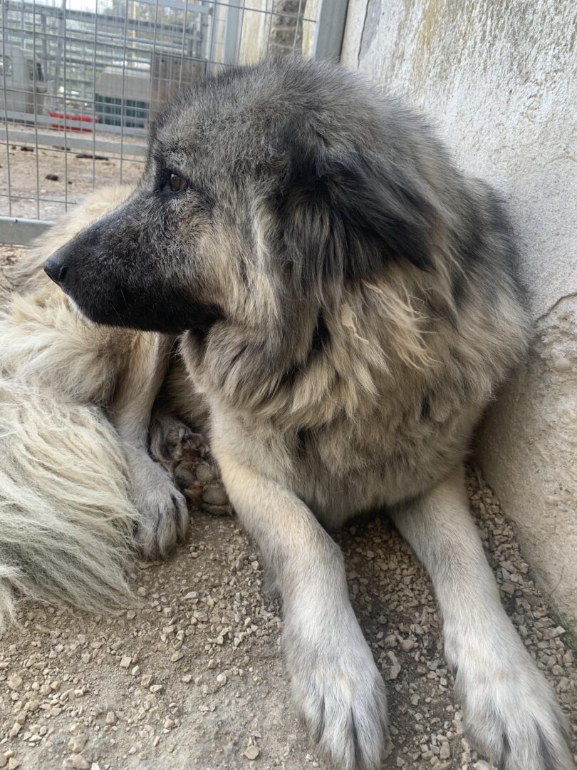 Alvin Zorro Dogsavior Mär25 3