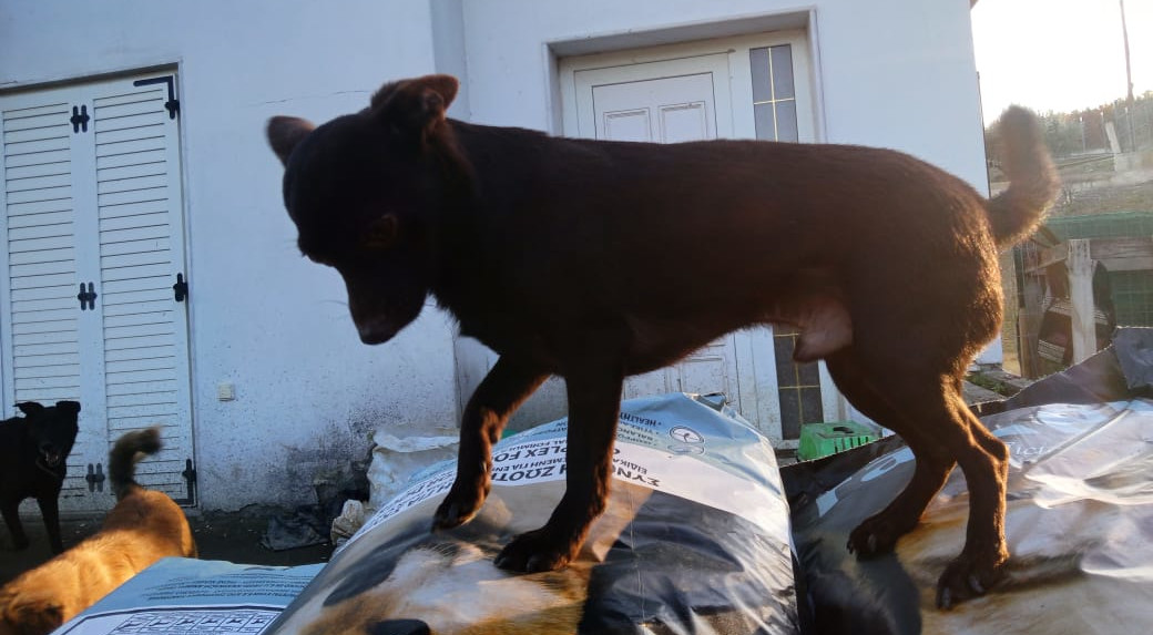 Aris Zorro Dogsavior Jan25 2