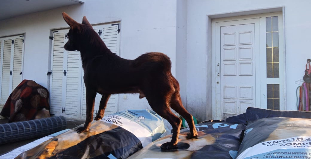 Aris Zorro Dogsavior Jan25 4