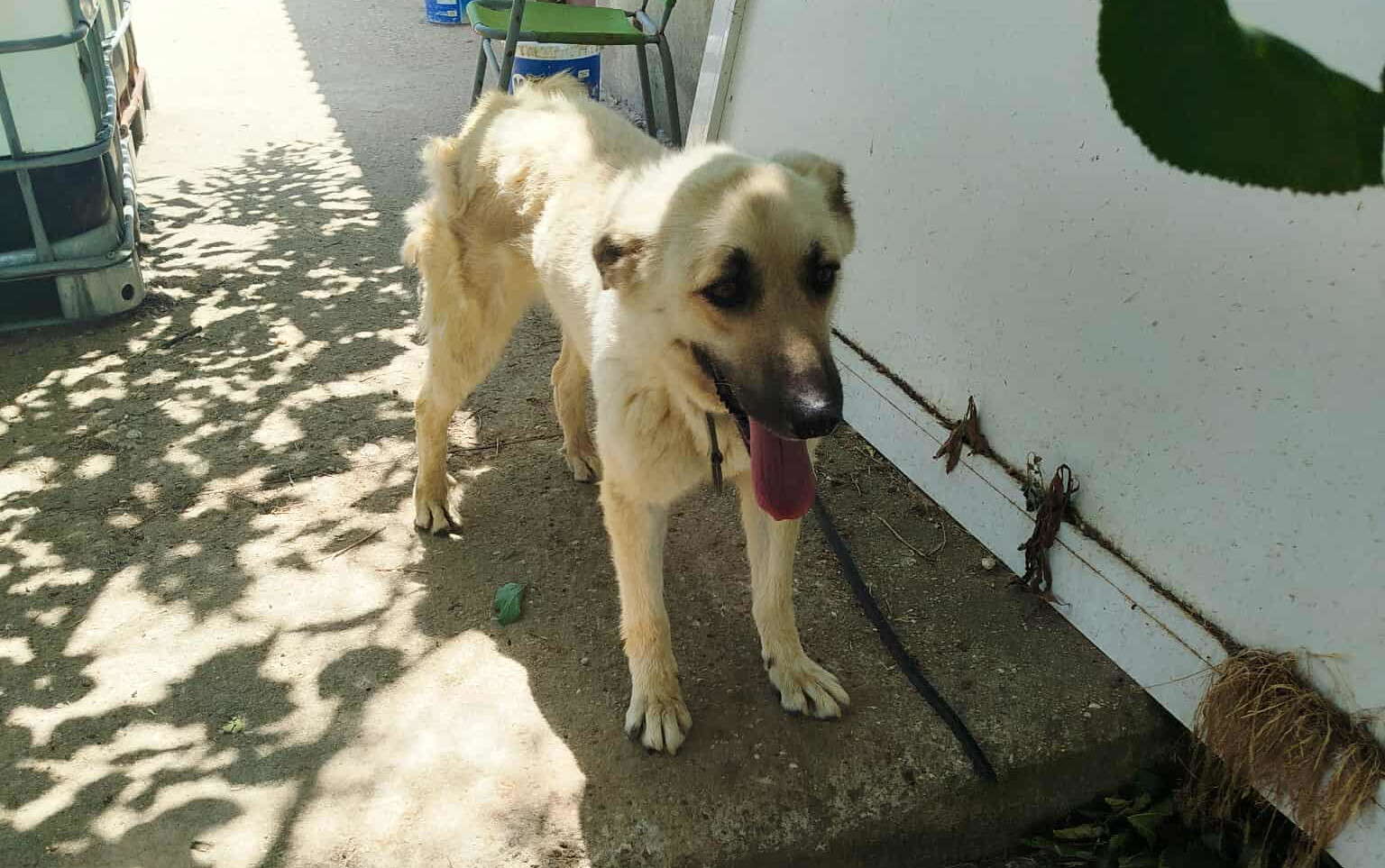 Melina Zorro Dogsavior Aug25 1