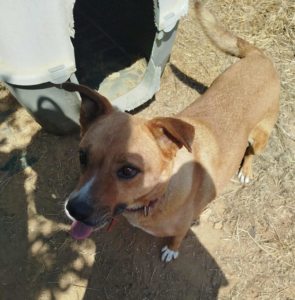 Saphia Zorro Dogsavior Jul26 1