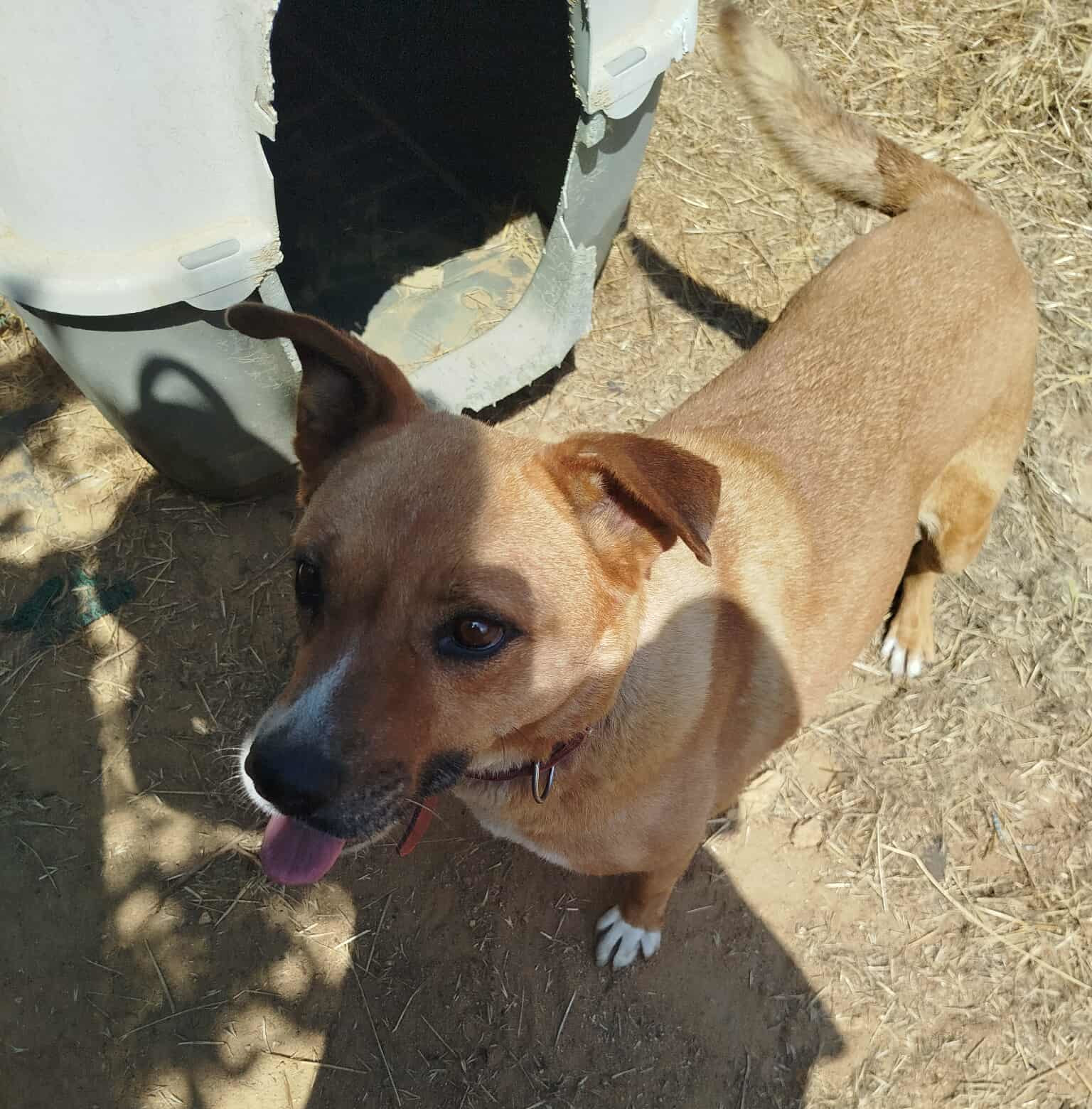 Saphia Zorro Dogsavior Jul26 1 Saphia Zorro Dogsavior Jul26 1