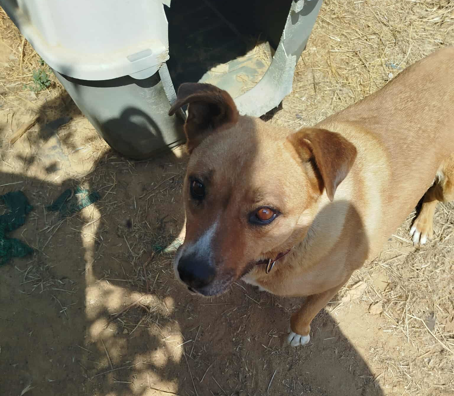 Saphia Zorro Dogsavior Jul26 2 Saphia Zorro Dogsavior Jul26 2