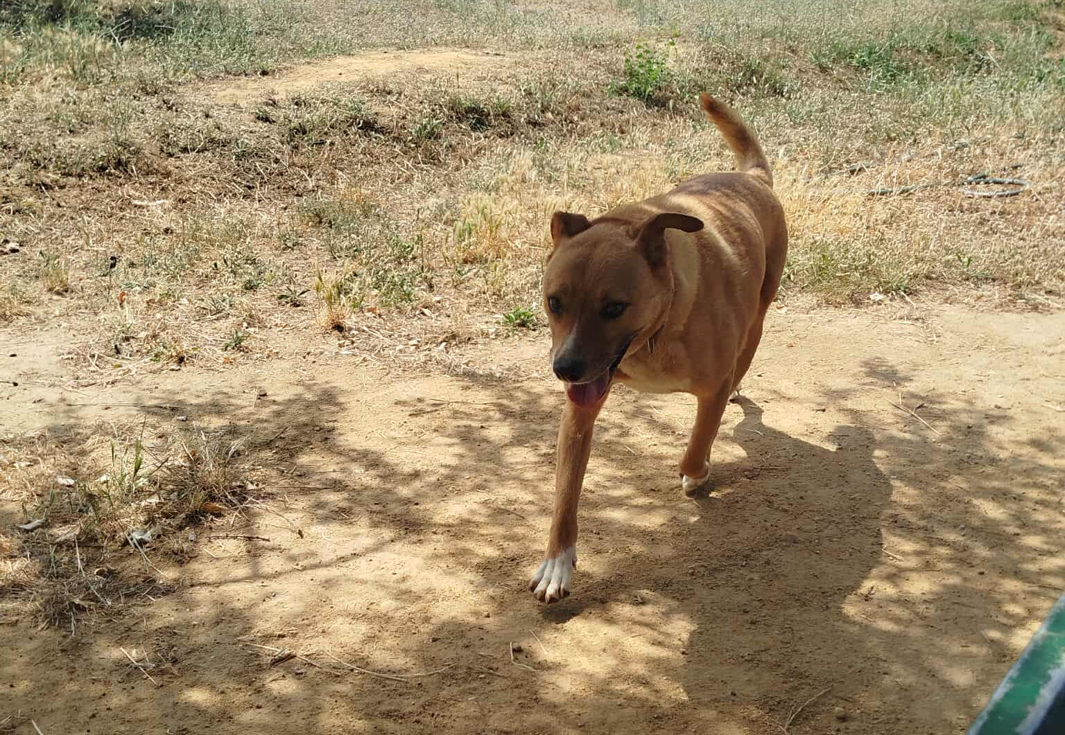 Saphia Zorro Dogsavior Jul26 3 Saphia Zorro Dogsavior Jul26 3
