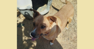 Saphia Zorro Dogsavior Jul26 Social Media