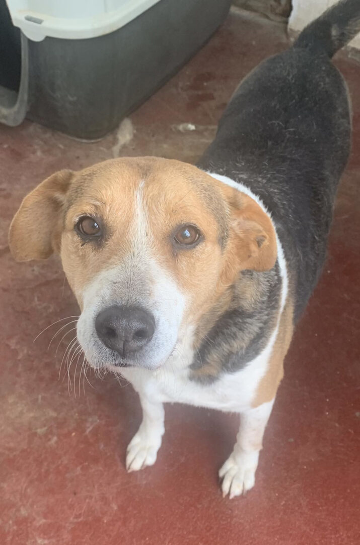 Sardela Zorro Dogsavior Mär25 1
