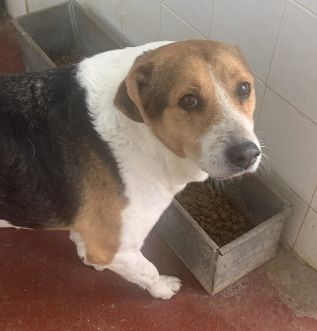 Sardela Zorro Dogsavior Mär25 2