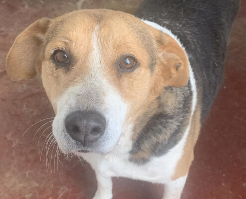 Sardela Zorro Dogsavior Mär25 Beitragsbild