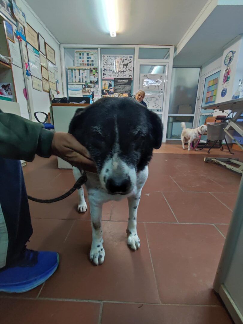 Sonia Zorro Dogsavior Apr25 1