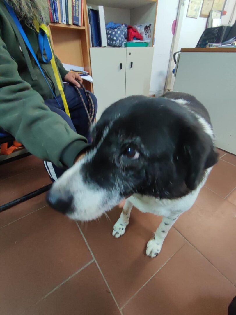 Sonia Zorro Dogsavior Apr25 2
