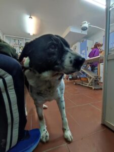 Sonia Zorro Dogsavior Apr25 3