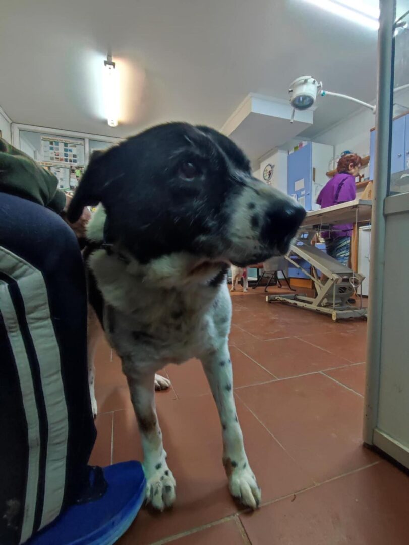 Sonia Zorro Dogsavior Apr25 3
