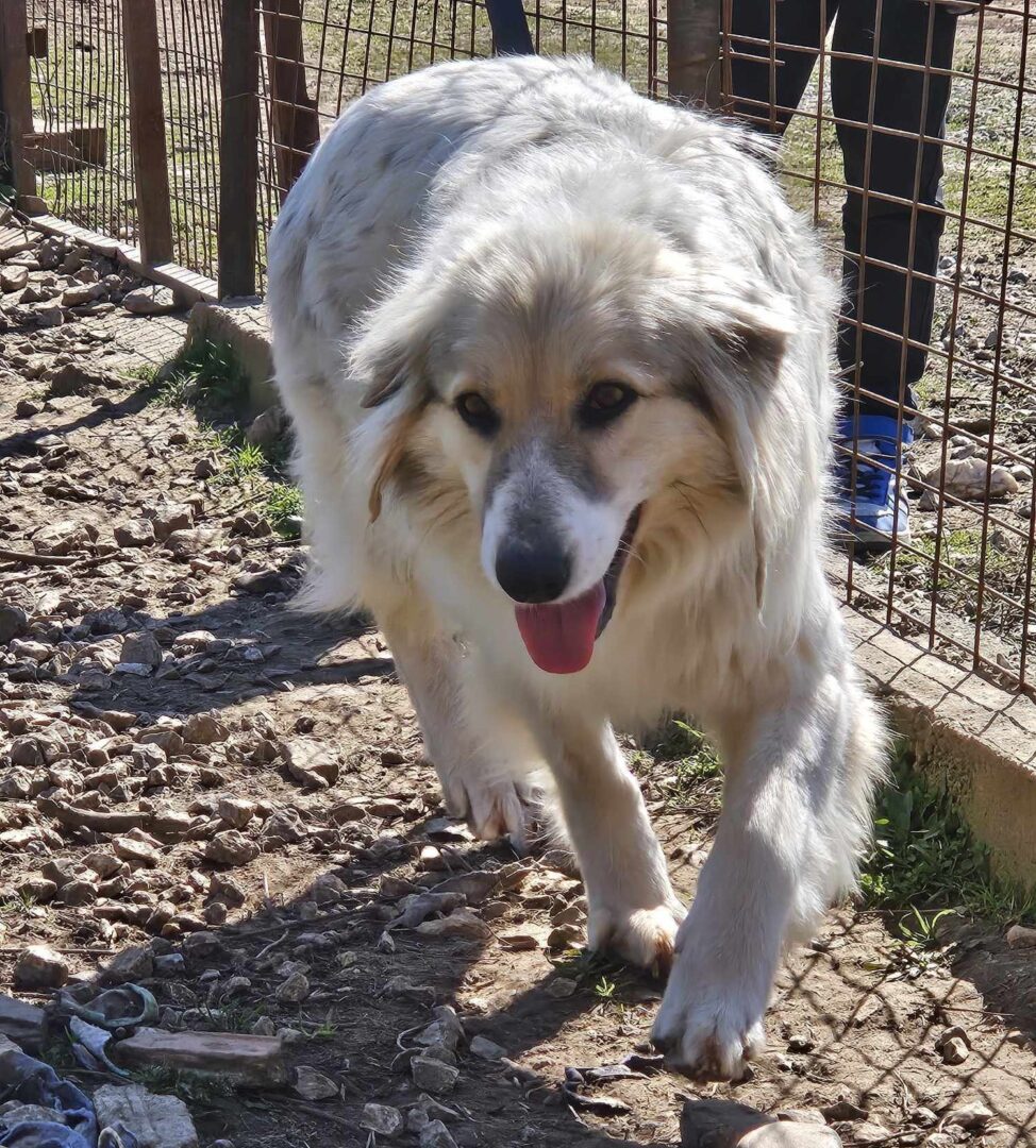 Stella Zorro Dogsavior Mär25 1