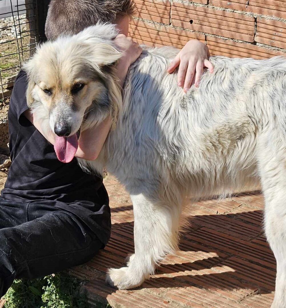 Stella Zorro Dogsavior Mär25 3