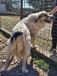 Großer Hund steht an einem Gitterzaun im Freien neben einer Person.