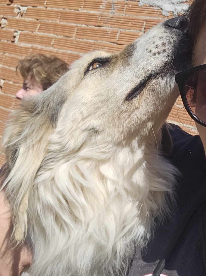 Stella Zorro Dogsavior Mär25 5