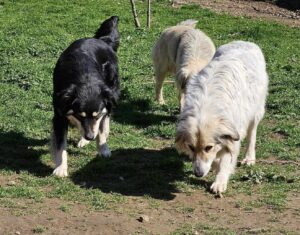 Stella Zorro Dogsavior Mär25 6