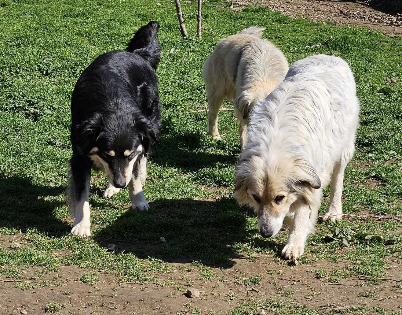 Stella Zorro Dogsavior Mär25 6