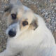 Stella Zorro Dogsavior Okt23 Beitragsbild