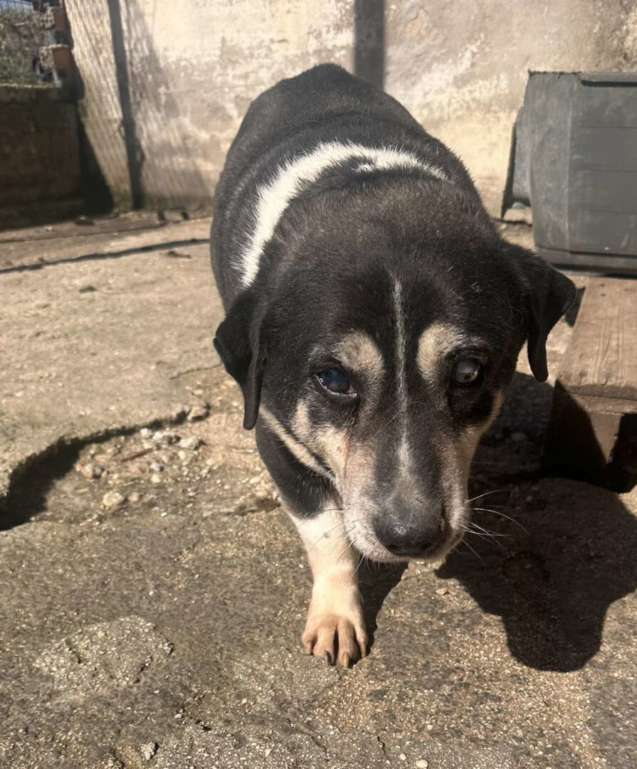 Thales Zorro Dogsavior Mär25 1