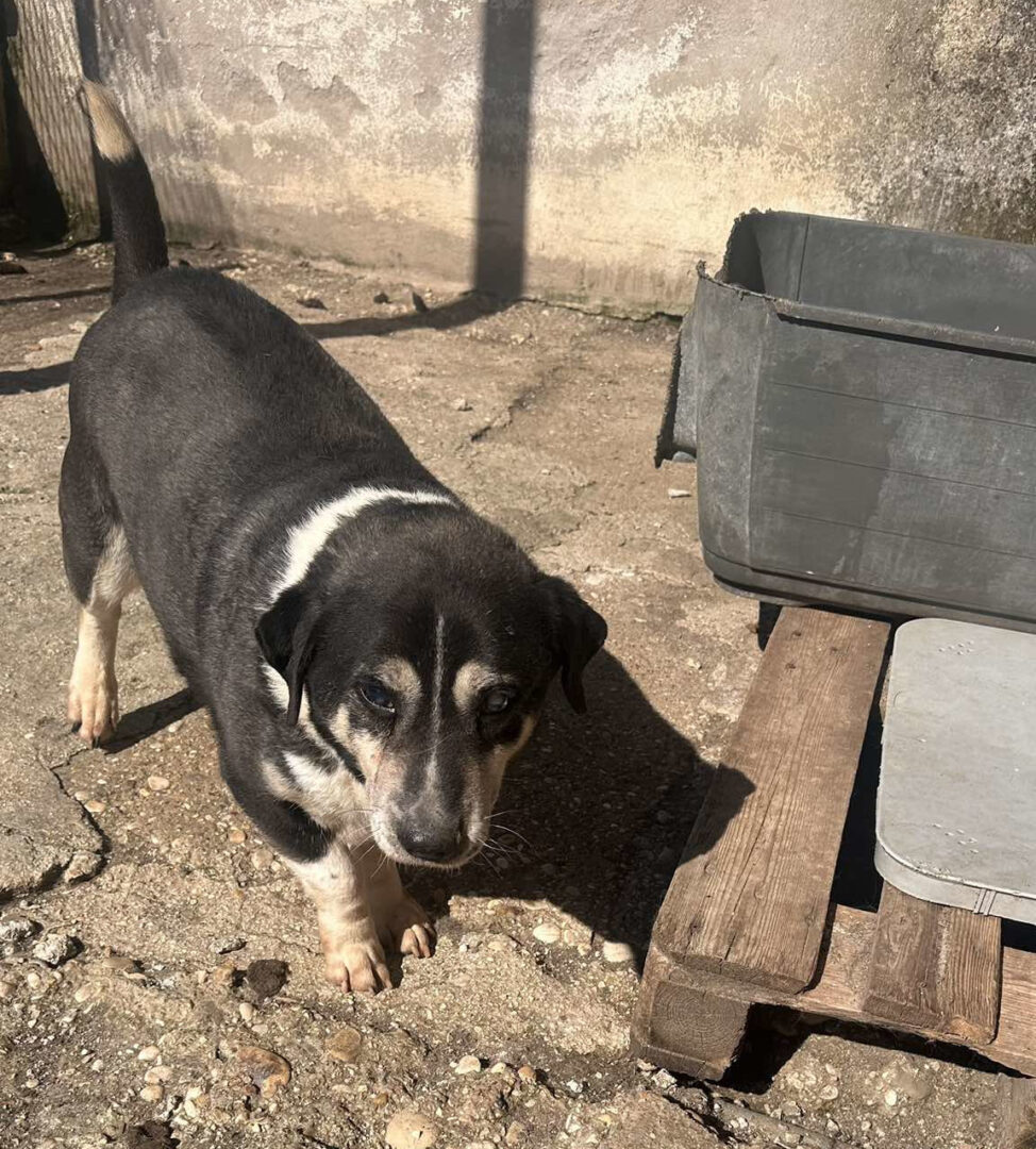 Thales Zorro Dogsavior Mär25 4