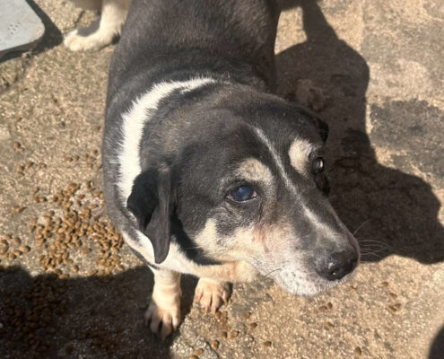 Thales Zorro Dogsavior Mär25 Beitragsbild