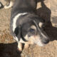 Thales Zorro Dogsavior Mär25 Beitragsbild