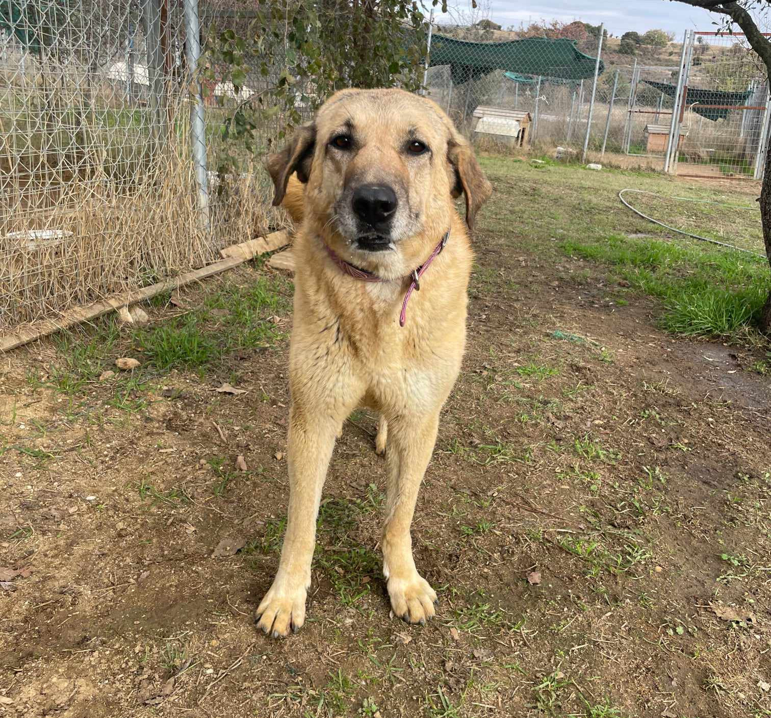 Glykeria Zorro Dogsavior Jan25 1