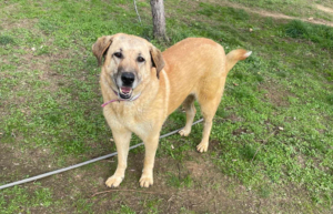 Glykeria Zorro Dogsavior Jan25 2