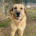 Glykeria Zorro Dogsavior Jan25 Beitragsbild