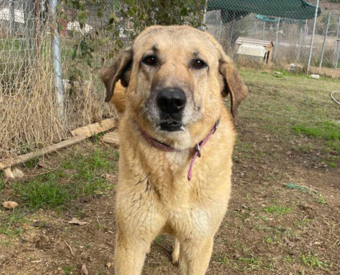 Glykeria Zorro Dogsavior Jan25 Beitragsbild