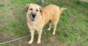 Glykeria Zorro Dogsavior Jan25 Social Media