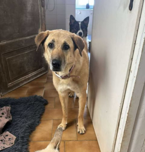 Glykeria Zorro Dogsavior Jul25 1