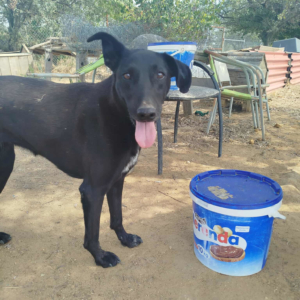 Michelle Zorro Dogsavior Sep25 1