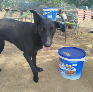 Michelle Zorro Dogsavior Sep25 2